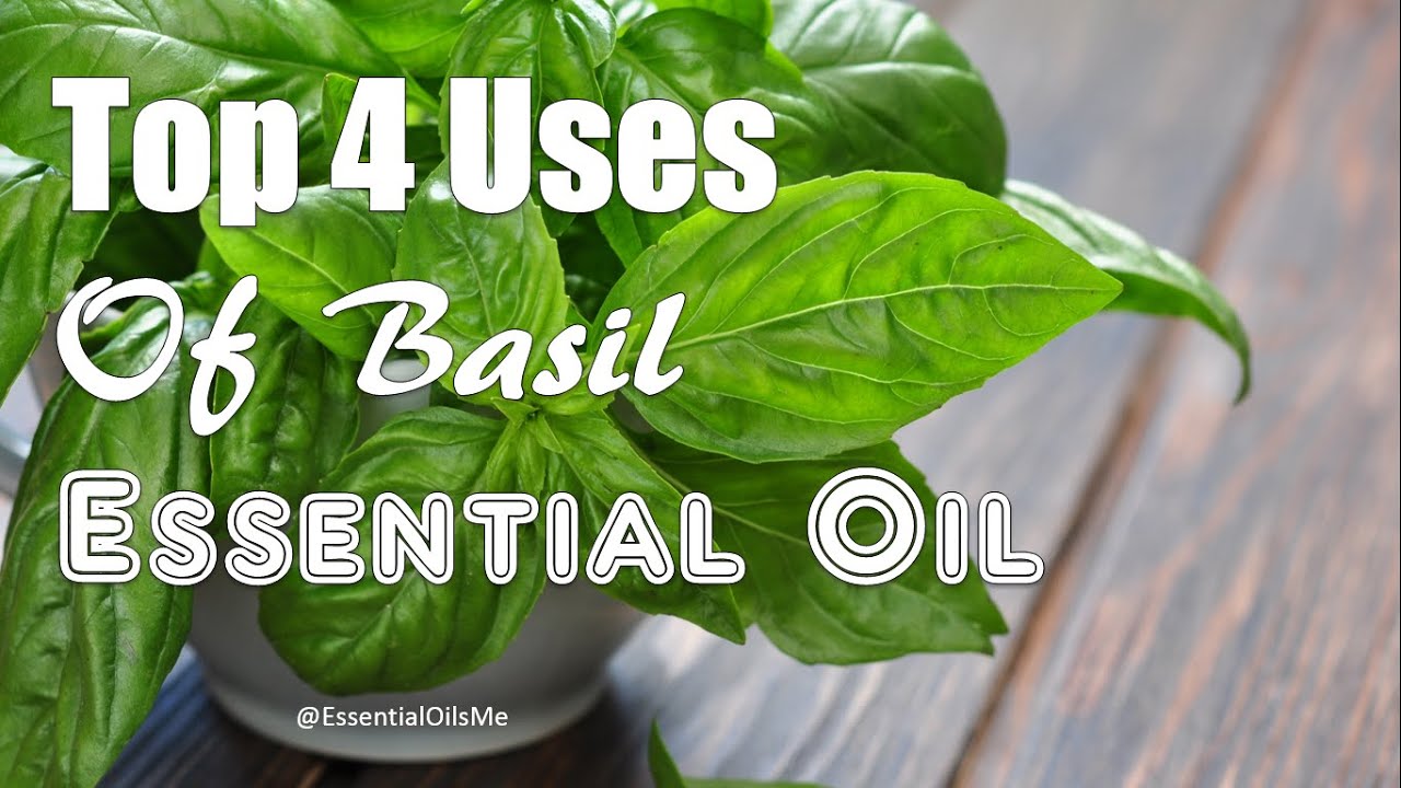 Top 4 Uses Of Basil Essential Oil Anita Fincham Aromatherapy Massage