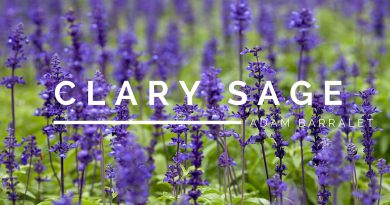 Clary Sage - The Oil of Perspective