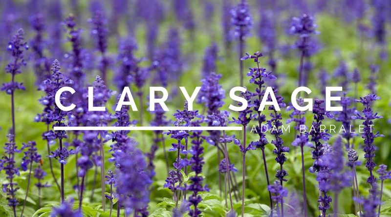 Clary Sage - The Oil of Perspective