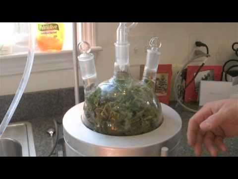 Essential oils home made - steam distillation of geranium oil