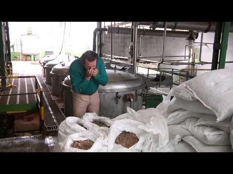 Frankincense: Quality | Young Living Essential Oils