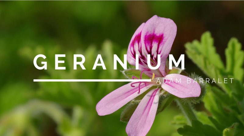 Geranium - The Oil of Balance