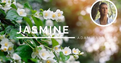 Jasmine - The Oil of Sacred Union