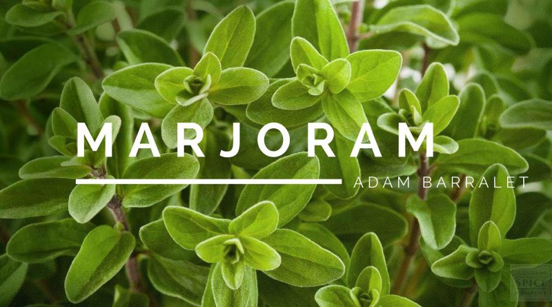 Marjoram - The Oil of Contented Union