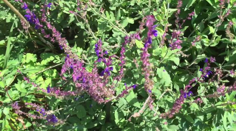 Purple Rain - Whorled Clary Sage cultivar