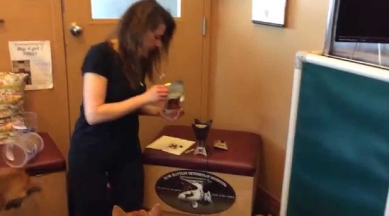 Veterinarian in Calgary discusses Frankincense use in Veterinary medicine