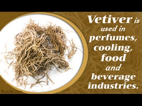 Vetiver Essential Oil