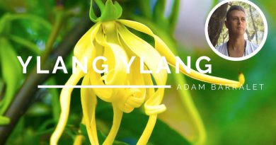 Ylang Ylang - The Oil of Lovers