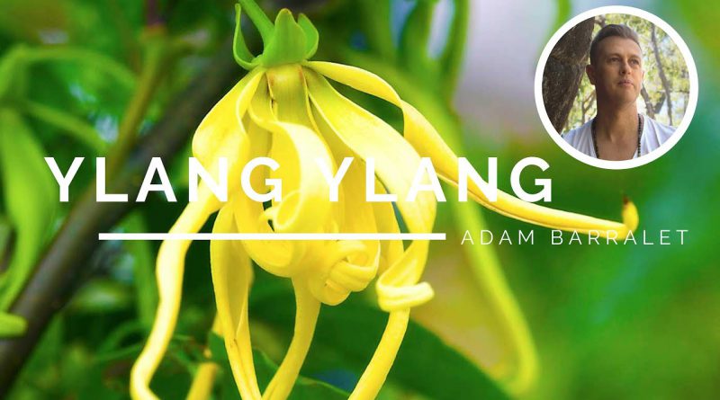 Ylang Ylang - The Oil of Lovers