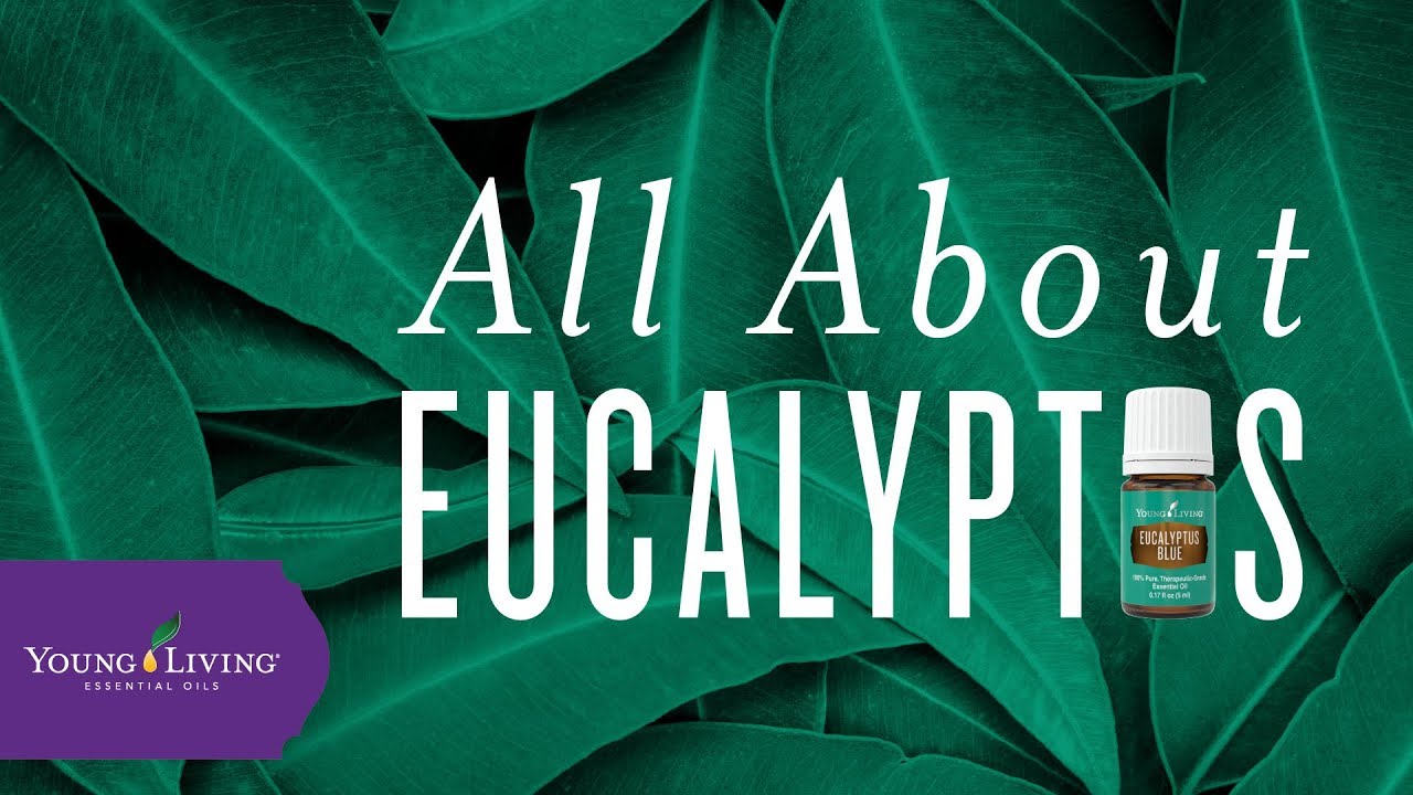 All About Eucalyptus Young Living Essential Oils Anita Fincham Aromatherapy Massage