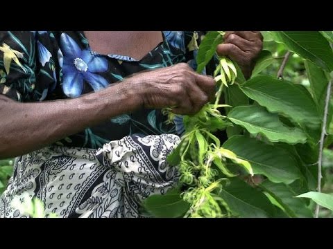 Comoros' ylang ylang - the flower that revolutionised perfume