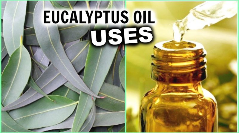 EUCALYPTUS OIL USES for Hair Growth, Hair Loss, Breathe Better, Pain, Insomnia, Aromatherapy, Athsma