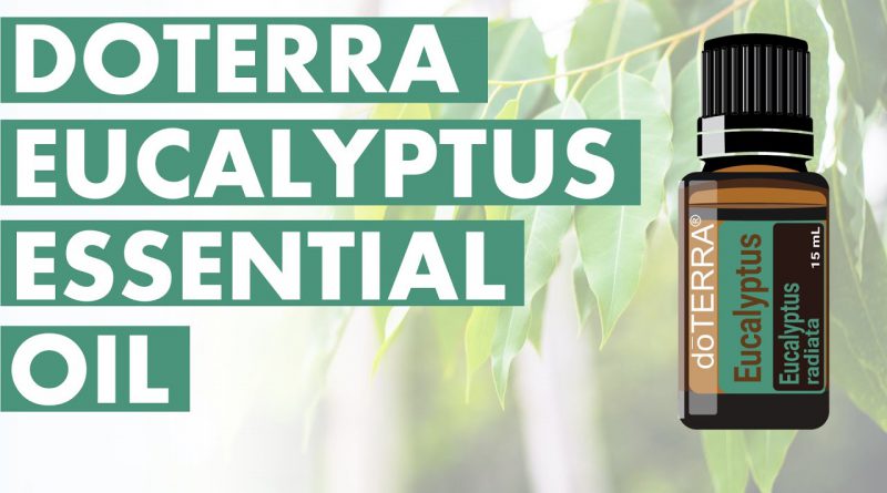Eucalyptus Essential Oil: Fantastic Benefits And Uses
