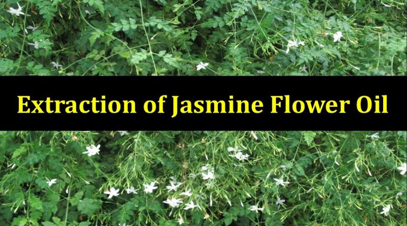 Extraction of Jasmine Flower Oil