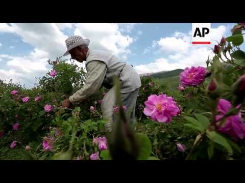 Harvest time for Bulgaria's blooming rose oil industry