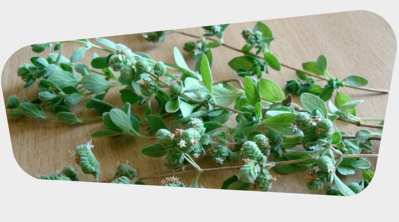 Health Benefits of Marjoram Leaves