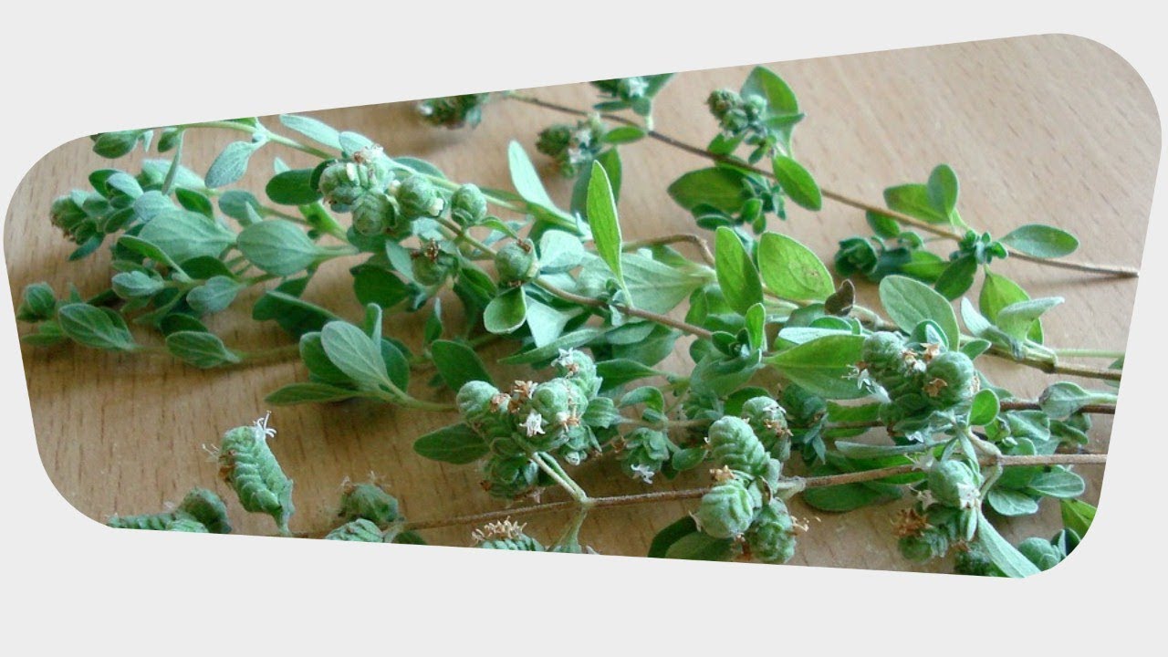 Health Benefits of Marjoram Leaves Anita Fincham Aromatherapy Massage