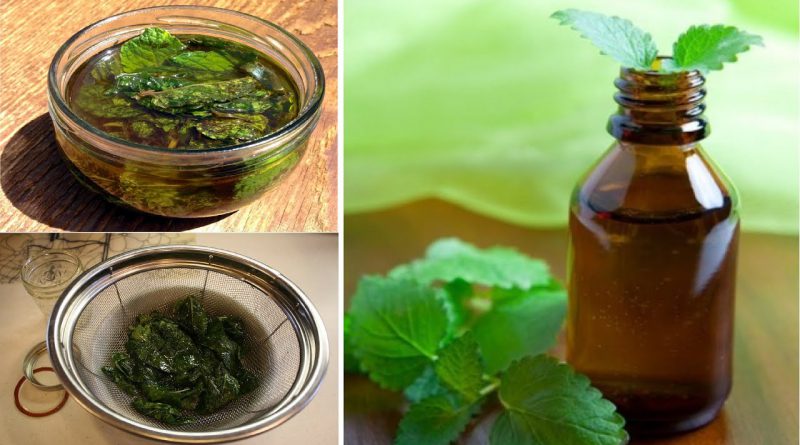 How to make Peppermint Oil at Home and Benefits || Very Easy