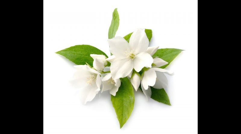 Jasmine Essential Oil