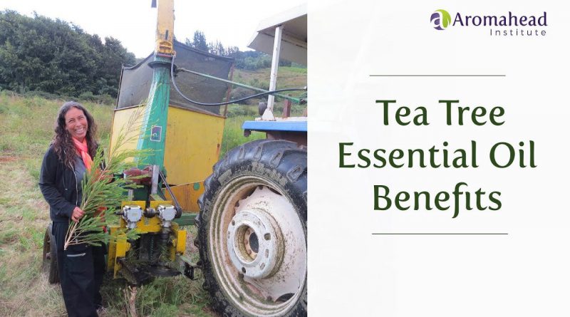 Tea Tree Essential Oil Benefits