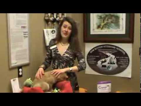 Veterinarian in Calgary teaches how to apply Essential oils to your pet.