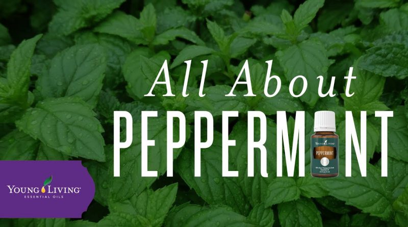 All About Peppermint | Young Living Essential Oils