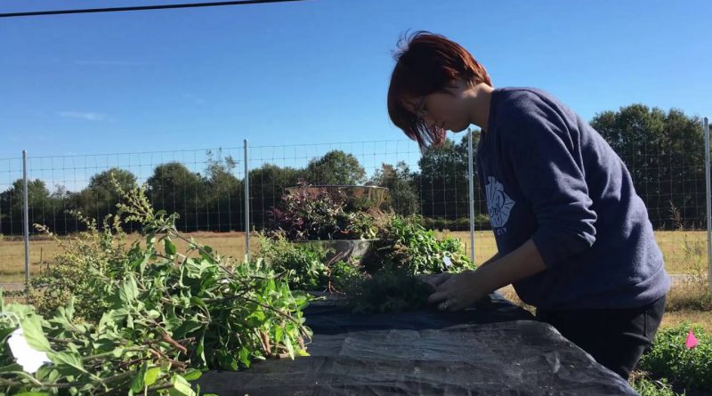 Harvesting and Distilling Holy Basil Essential Oil!