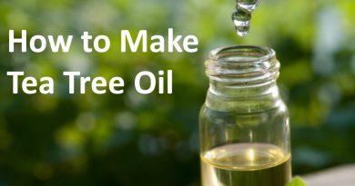 How to Make Tea Tree Oil