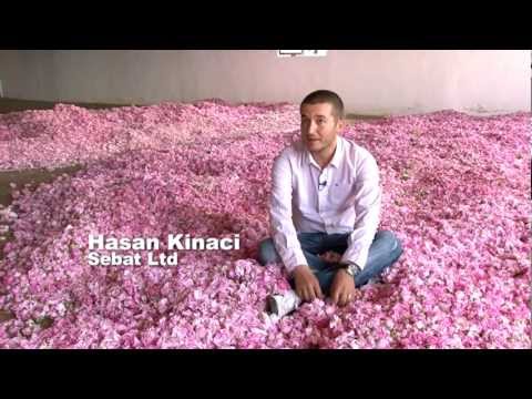 LUSH Buying presents: Rose Oil Buying Trip