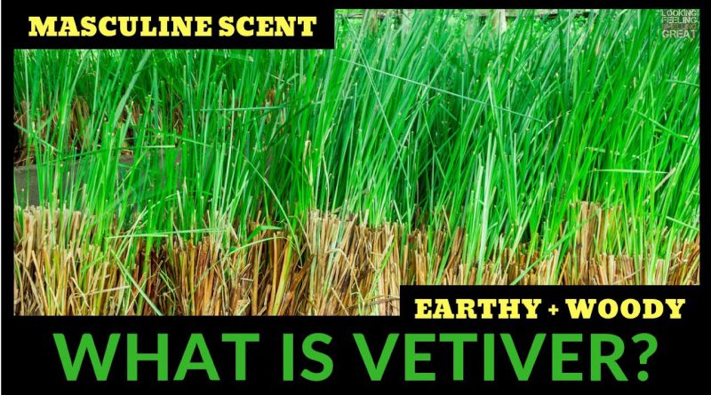 What Is Vetiver? All About Vetiver Fragrances W/Bruno Fazzolari 🌿🌿🌿