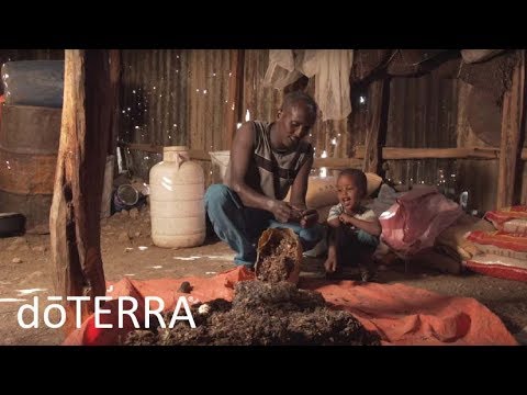 doTERRA Frankincense Oil: Co-Impact Sourcing of doTERRA Frankincense Essential Oil