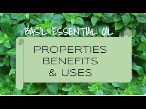Basil  Essential Oil - Benefits & Uses