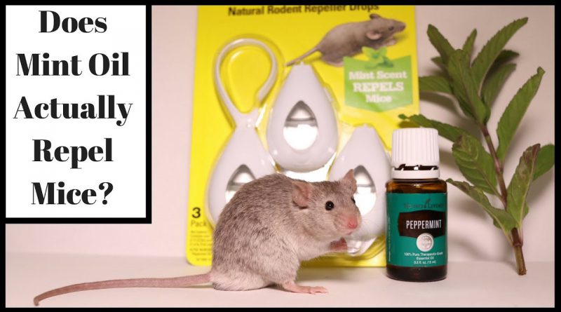 Does Mint Oil Actually Repel Mice?  Let's Test It Out With Real Mice.