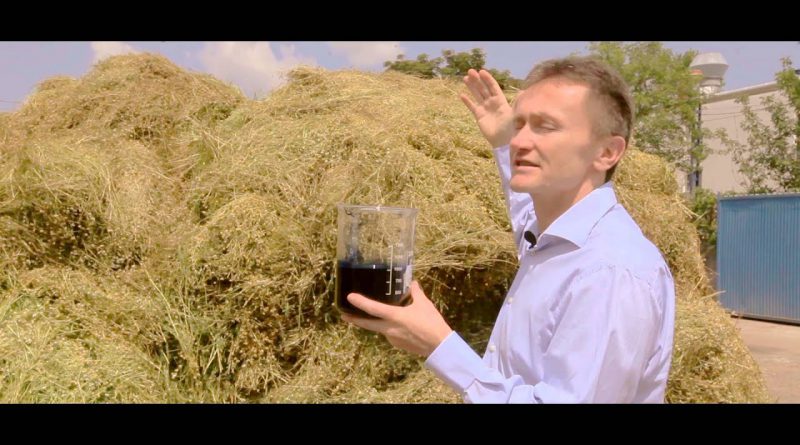 Essential oil manufacturing, production, distilling - Silvestris