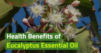 Health Benefits of Eucalyptus Essential Oil