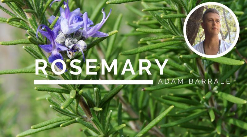 Rosemary - The Oil of Remembrance