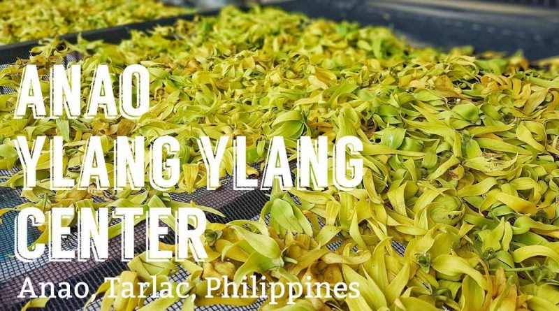 ANAO YLANG-YLANG CENTER | Ylang-ylang essential oil producer
