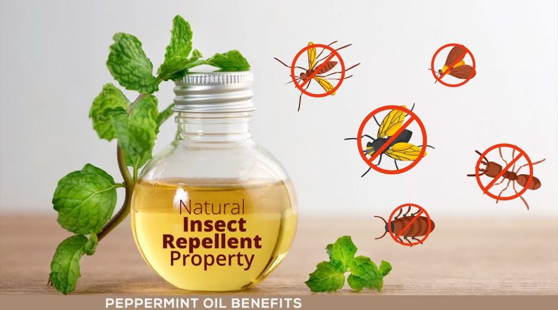 PEPPERMINT OIL BENEFITS : the Essential facts