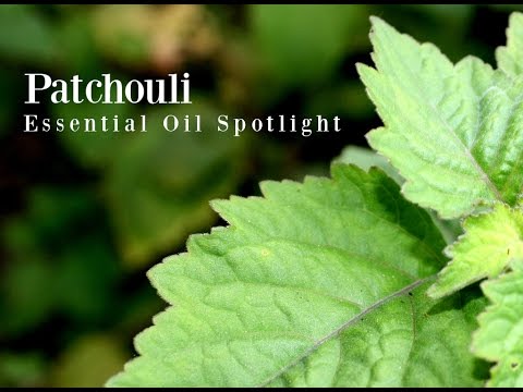 Patchouli Essential Oil Spotlight