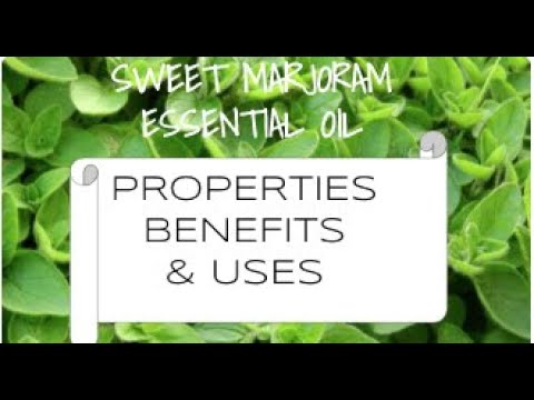 Sweet Marjoram Essential Oil - Benefits & Uses