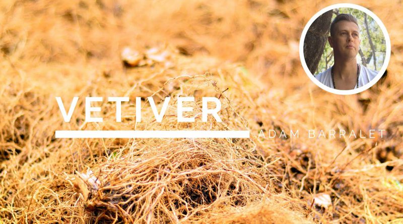 Vetiver - The Oil of Stillness