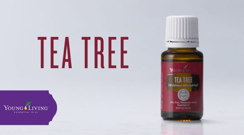 Tea Tree Essential Oil: Benefits & Uses | Young Living Essential Oils