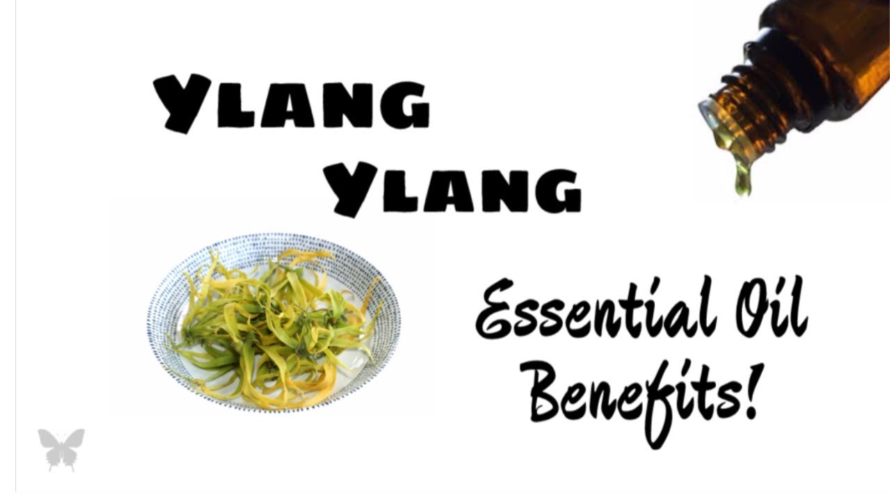 Ylang Ylang Essential Oil Benefits Anita Fincham Aromatherapy Massage Ylang Ylang Essential Oil Benefits Anita Fincham Aromatherapy Massage
