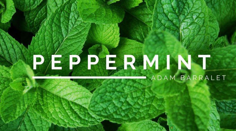 Peppermint - The Oil of Clarity