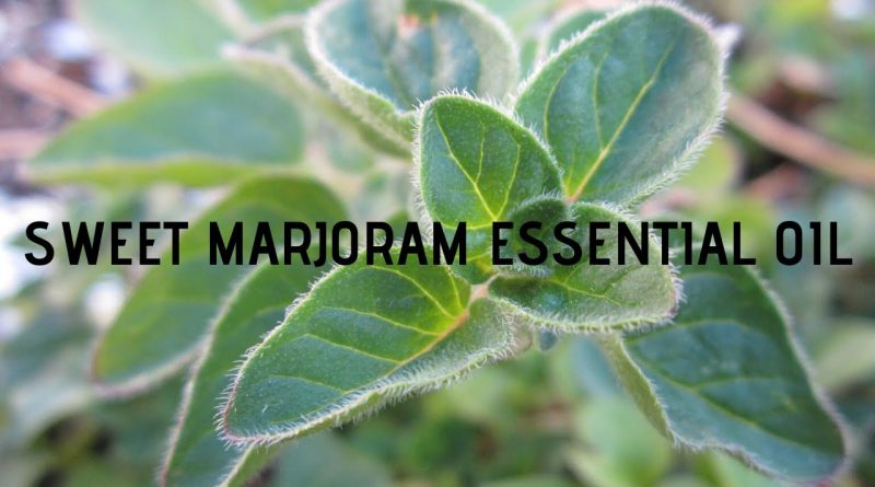 Sweet marjoram essential oil uses
