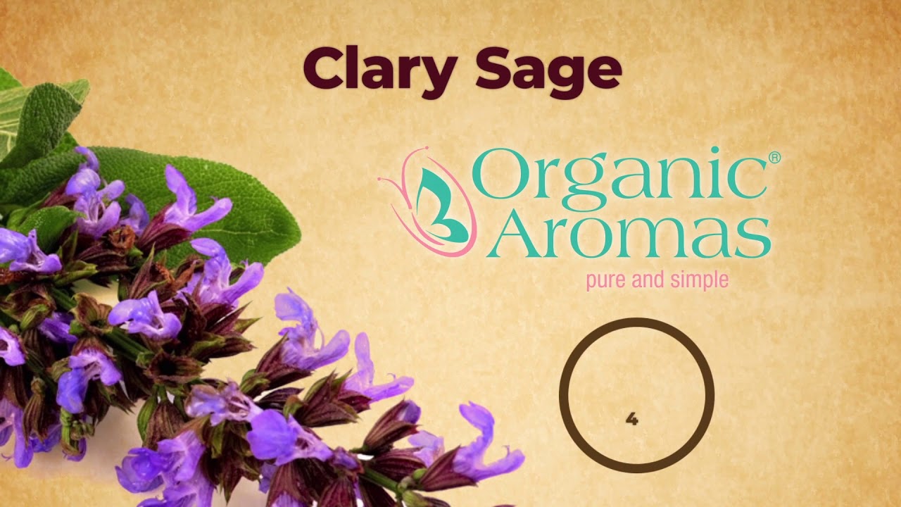 4 Incredible Benefits of Clary Sage Essential Oil Anita Fincham Aromatherapy Massage