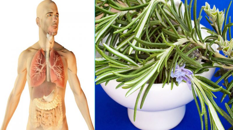 Here are the top 10 secret health benefits of rosemary for you.