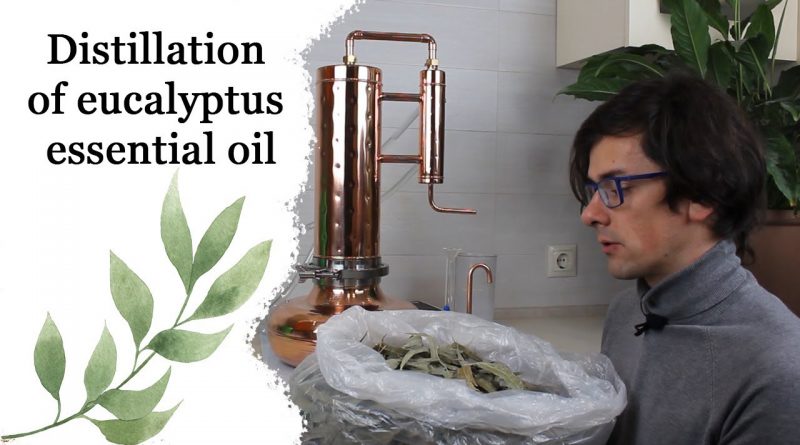 How to make essential oil - Eucalyptus oil - Steam distillation