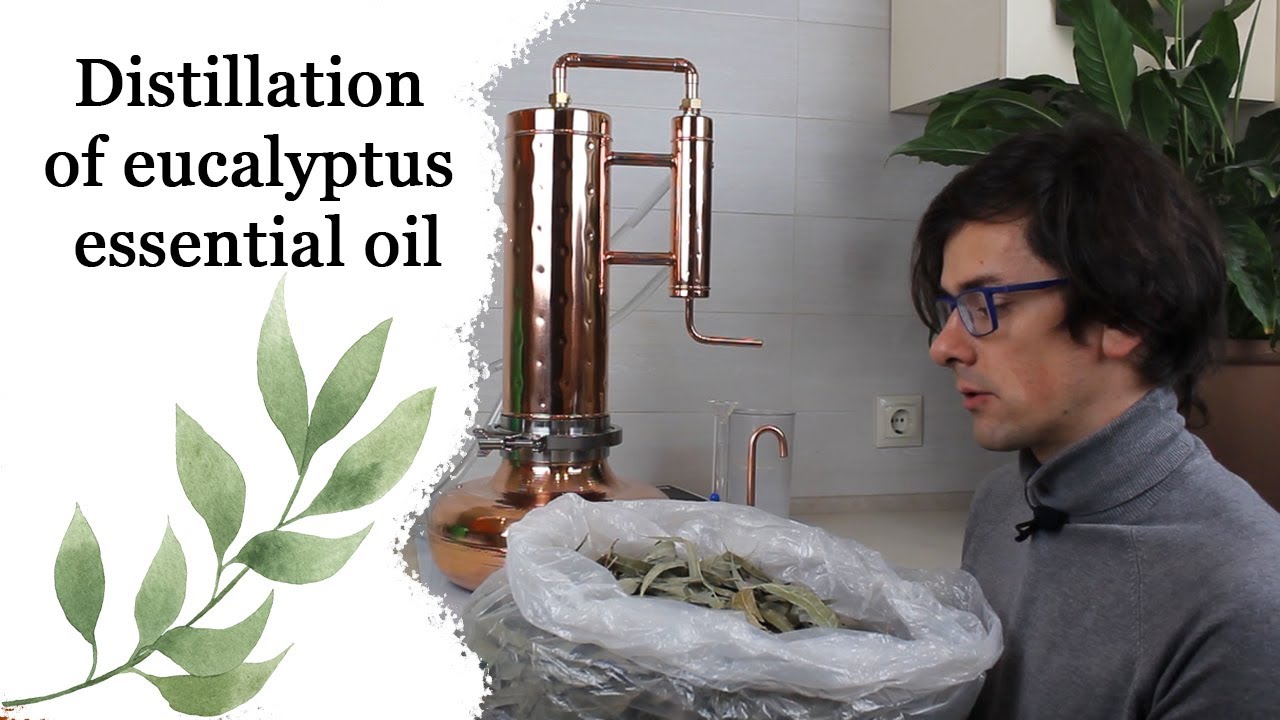 How to make essential oil Eucalyptus oil Steam distillation Anita