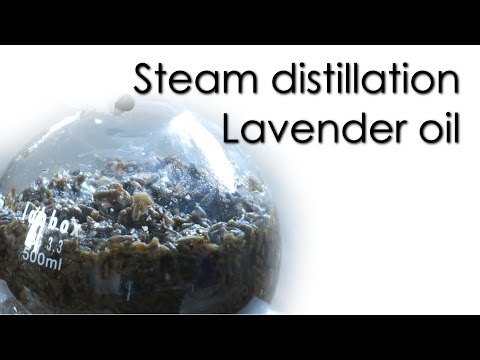 Steam distillation - Lavender essential oil 🌿